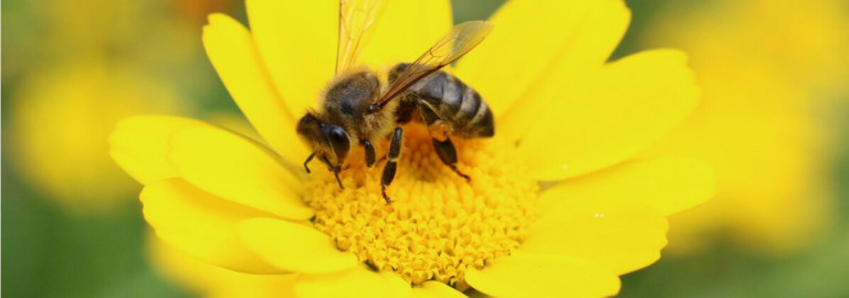 Biene auf Blume